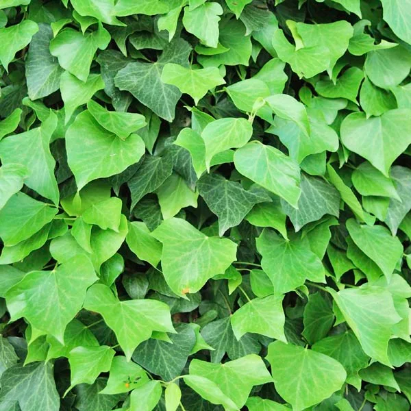 Hedera-Canariensis-um-guia-completo-para-jardinagem-decorativa