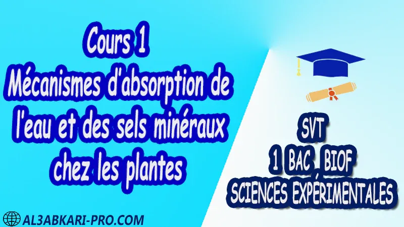 Cours 1 Mécanismes d’absorption de l’eau et des sels minéraux chez les plantes - SVT 1 ère Bac Sciences Expérimentales biof PDF Sciences de la Vie et de la Terre SVT 1 ère Bac Sciences Expérimentales biof Cours résumé devoirs corrigés exercice corrigé Documents Activités Fiche pédagogique Devoir de semestre 1 Devoirs de semestre 2 Exercices corrigés