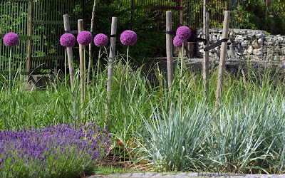 http://fotobabij.blogspot.com/2016/02/czosnek-olbrzymi-allium-giganteum_0.html