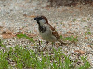 Moineau domestique - Passer domesticus