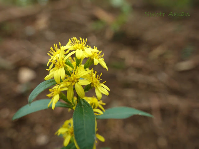 Solidago virgaurea