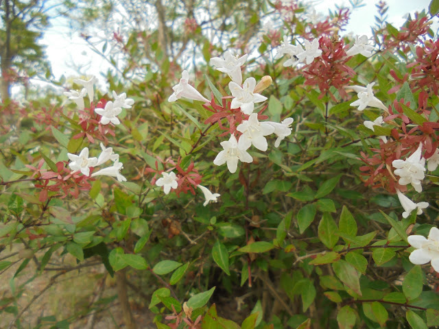 花衝羽根空木（ハナツクバネウツギ）