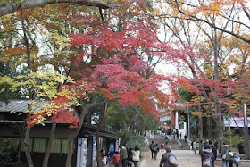 autumn foliage
