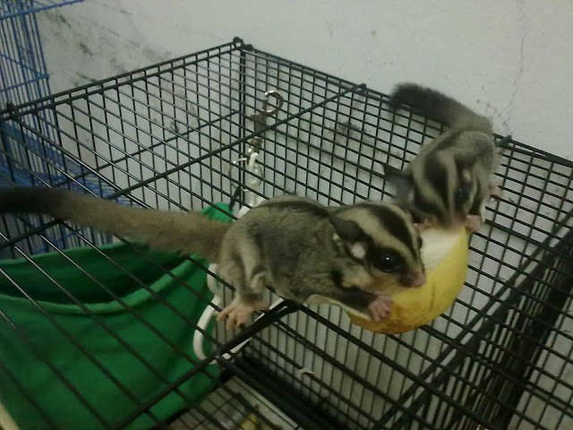 Australian Sugar Glider For Sale