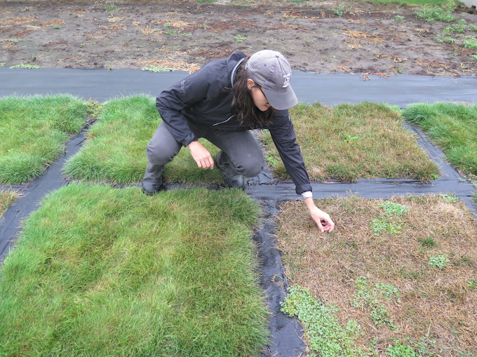 Unveiling the Best Practices for Growing and Maintaining Drought-Tolerant Grass