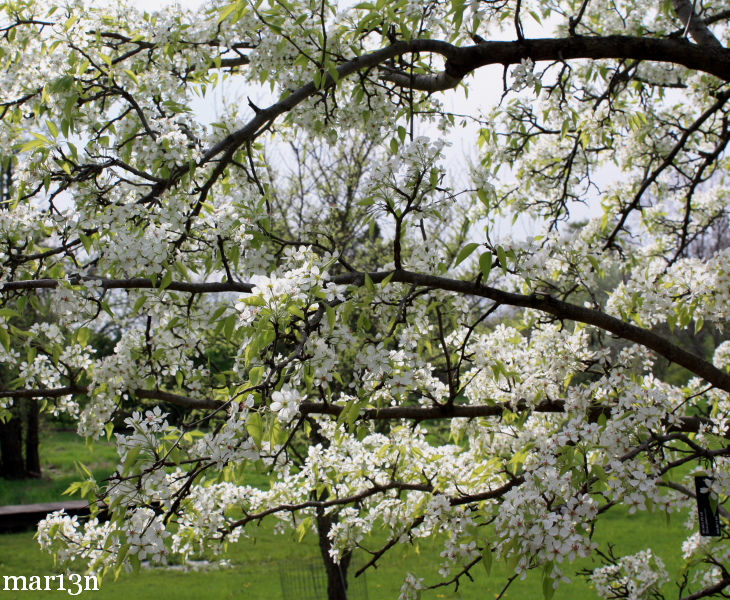 Груша темноплодная (Pyrus phaeocarpa). Цветение