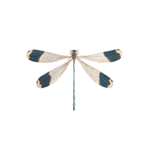 dragonfly drawing