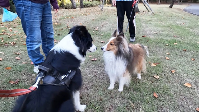 保護犬 ボーダーコリー トーマ