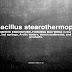 Geobacillus stearothermophilus