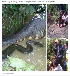 Tiada kes orang ditelan ular sawa berlaku di Perak