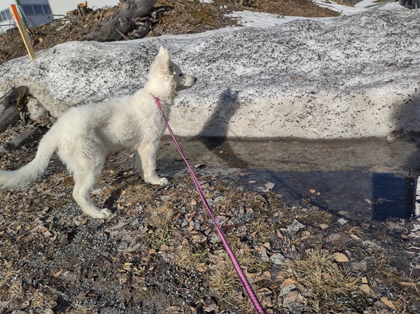 hvit gjeterhund hensmoen