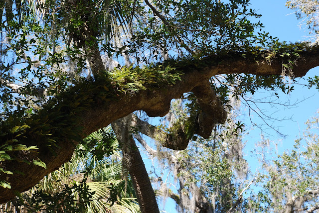 Washington Oaks Gardens State Park