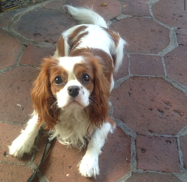 Baxter the blenheim Cavalier King Charles Spaniel