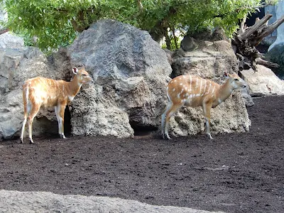 BIOPARC Valenciaのアフリカゾーンの動物