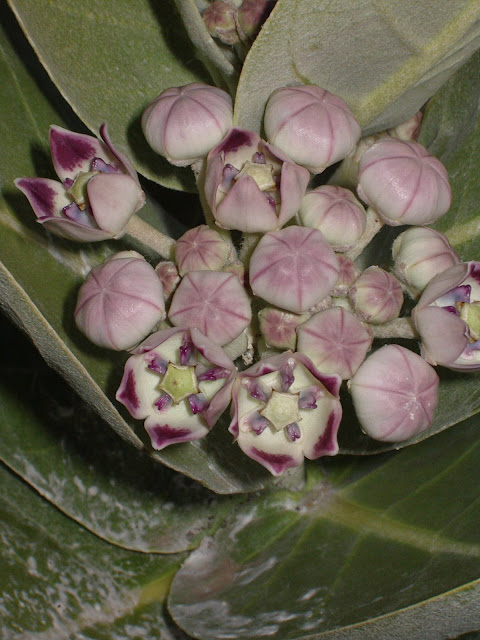 Calotropis procera