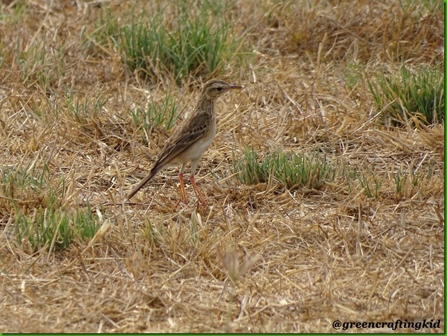 Paddyfield Pipit