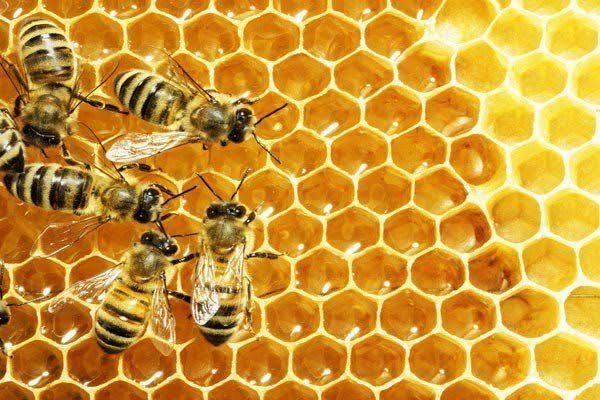 Honey Bee farming मधुमक्खी पालन