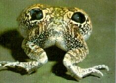 Chilean four eyed frog , fake eye-spots Frog