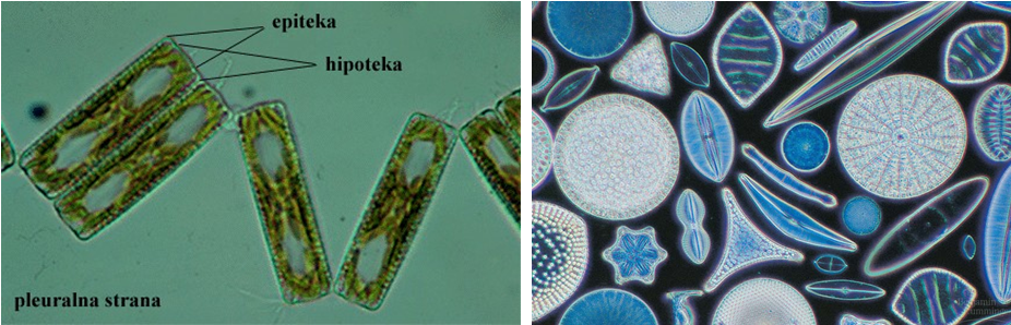 Protista Mirip Tumbuhan (Alga)