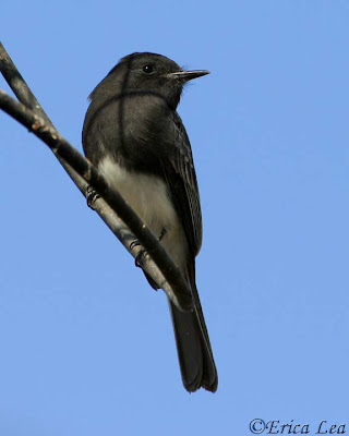 black phoebe, bird, antenna