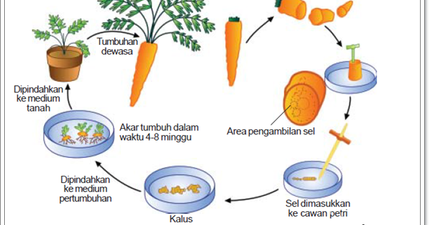 Kultur Jaringan & Titipotensi Sel