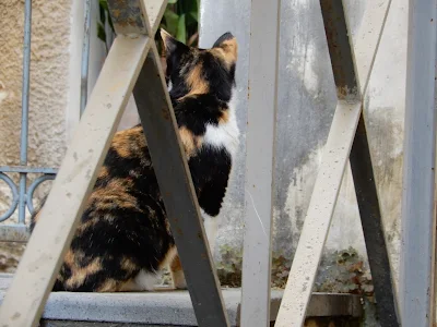 サレルノで見つけた猫