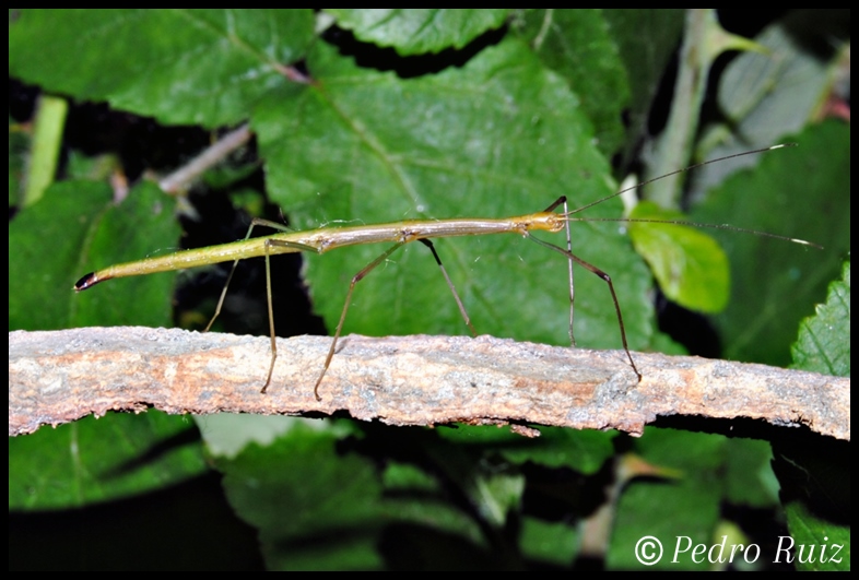 Ninfa hembra L3 de Periphetes graniferum, 3,8 cm de longitud