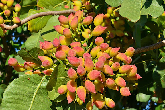 Feasibility study of the project to establish a pistachio tree farm;