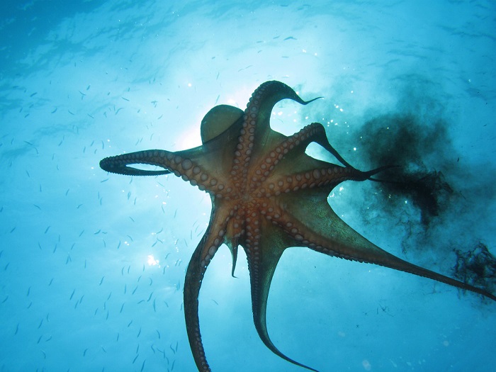 8 Wonderful Things You Did Not Know About an Octopus