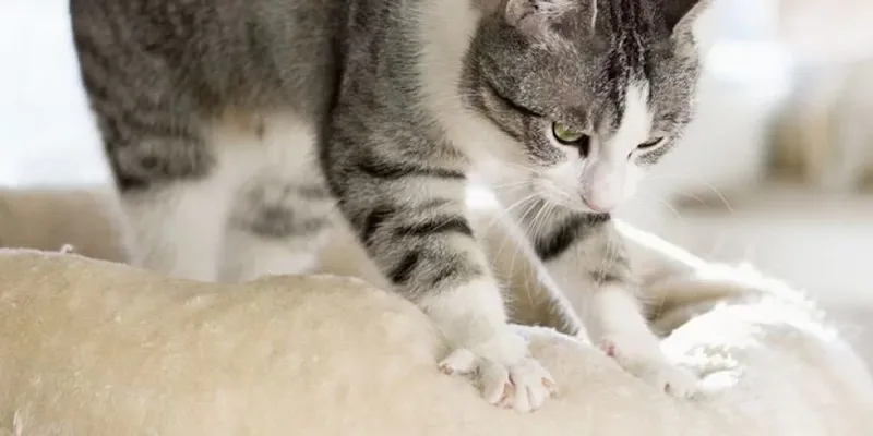 blog comunicat gato gato amassando paozinho freepik cats
