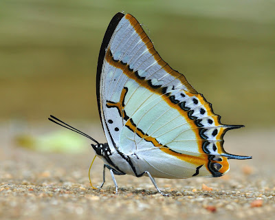 butterfly-white-mix-color