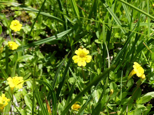 154: bright yellow flower faces