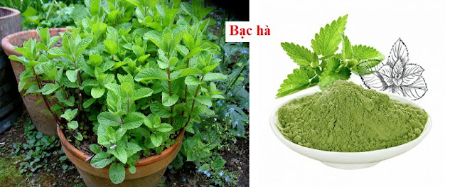 SỔ TAY CÂY THUỐC VÀ VỊ THUỐC ĐÔNG Y - BẠC HÀ