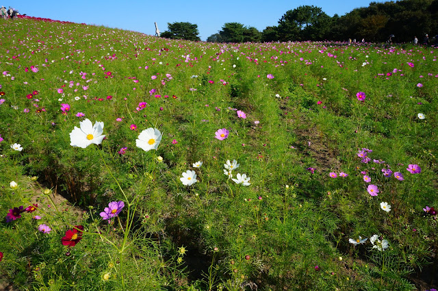 Rows of pink and white flora amidst greeneries at the Hitachi Seaside Park