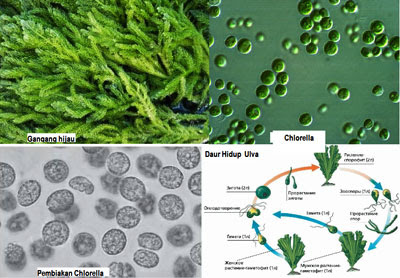 Macam - Macam Jenis Chlorophyta Ganggang Hijau (Alga Hijau) Dan Ciri - Cirinya