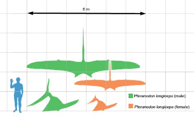 मनुष्य से पहले: P से Pteranodon