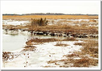 icymarsh2WEB