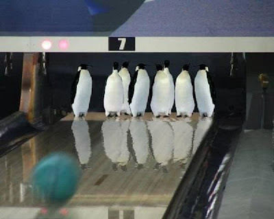Penguin bowling