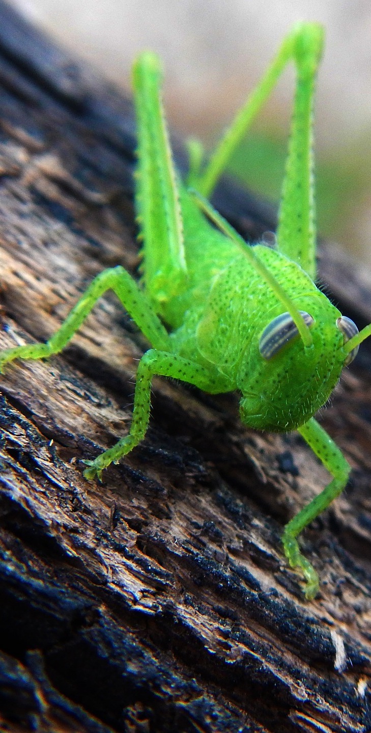 A green grasshopper.