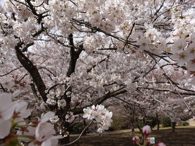 とっとり花回廊　桜の広場　九分咲のソメイヨシノ桜