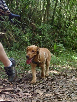 Patas 19 (210)
