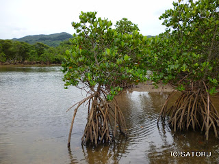 石垣島の吹通川とマングローブ 風景写真（野底-5c）