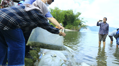 Restocking, Pemprov Sumut Tabur 50 Ribu Bibit Ikan di Danau Toba