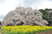 吉高の山桜