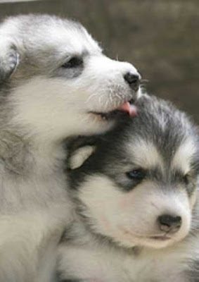 Alaskan Malamute Puppies Breeders