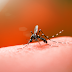 Secretaria da Saúde confirma mais 207 novos casos de dengue no Paraná