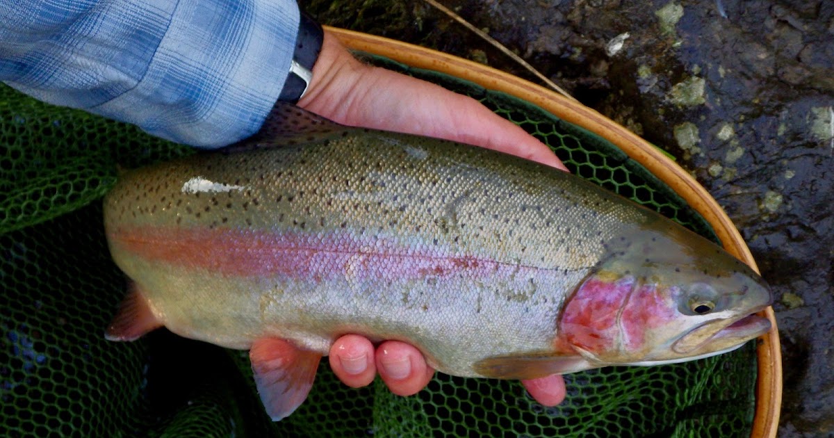 Rainbow trout spinning in shallow river (Greece) 