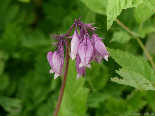 18: pink flowers in an odd shape