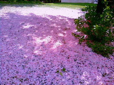 Pink Snow?