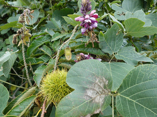 むきばんだ史跡公園の弥生の森